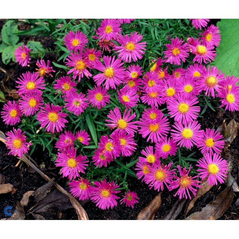 Ochiul boului Alice Haslam / (Aster Alice Haslam)