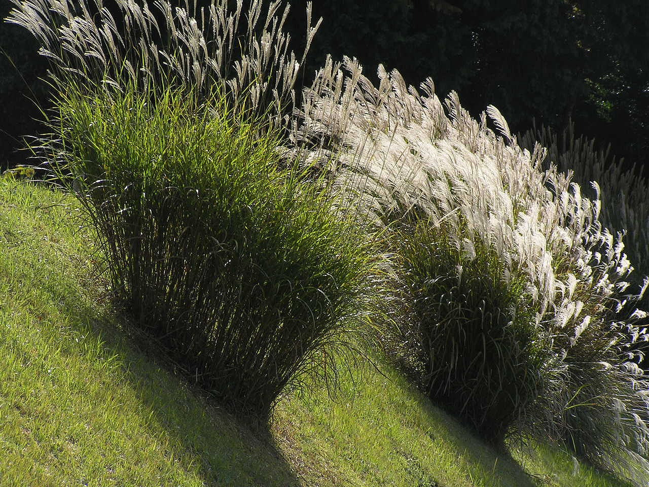 Miscanthus sinensis 'Zebrinus' - Cont.: 2L - Iarbă de China zebrată 'Zebrinus'