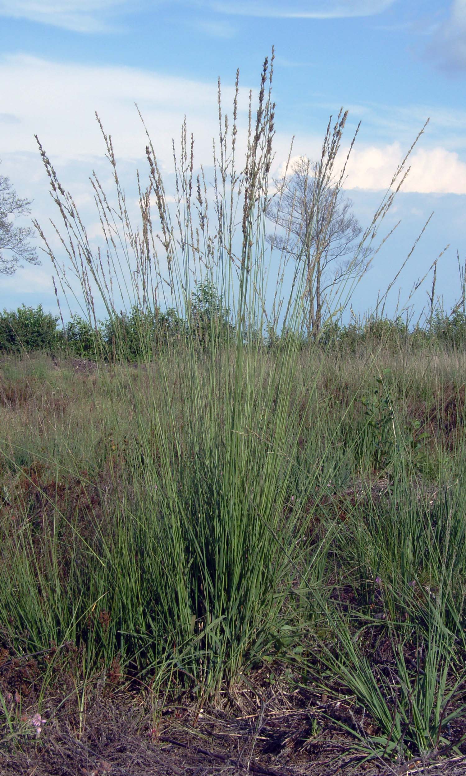 Molinia caerulea 'Heidebraut' - Iarbă Molinia 'Heidebraut'