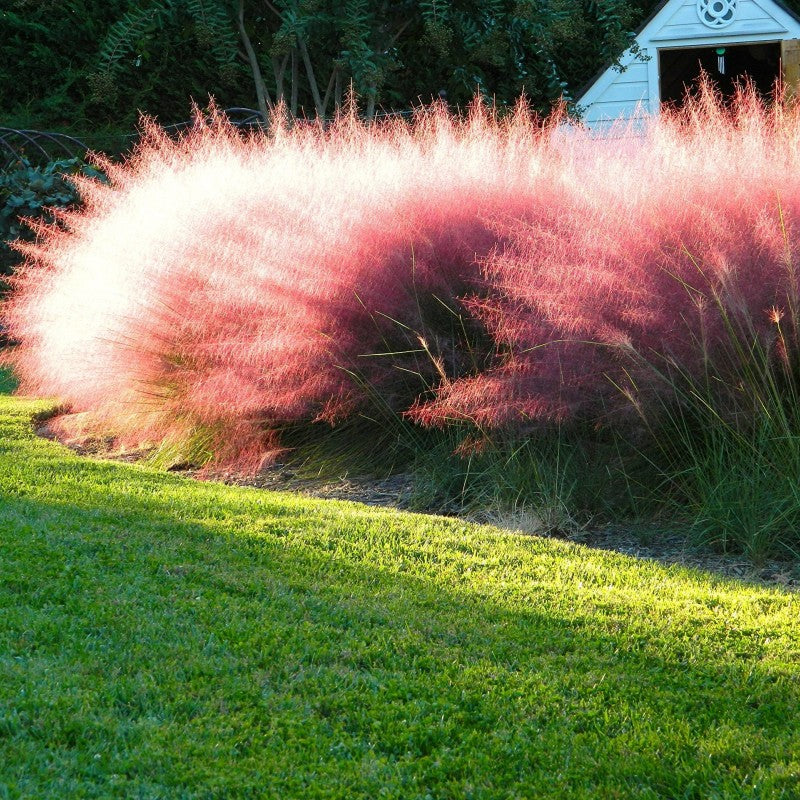 Iarbă ornamentală roz - C. 2L / (Muhlenbergia capillaris)