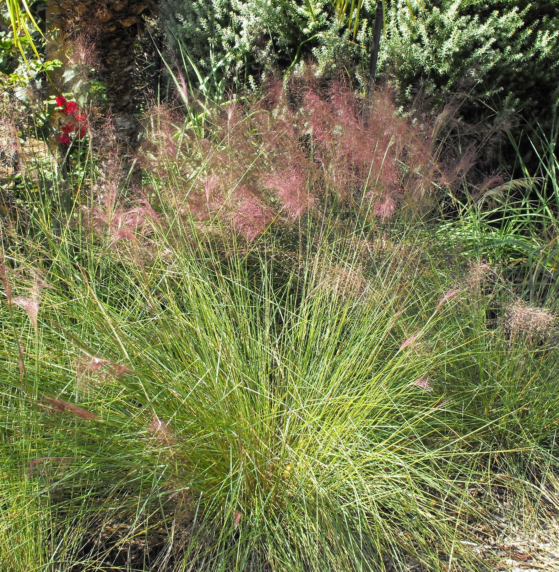 Muhlenbergia capillaris - Cont.: 2L - Iarbă Muhlenbergia