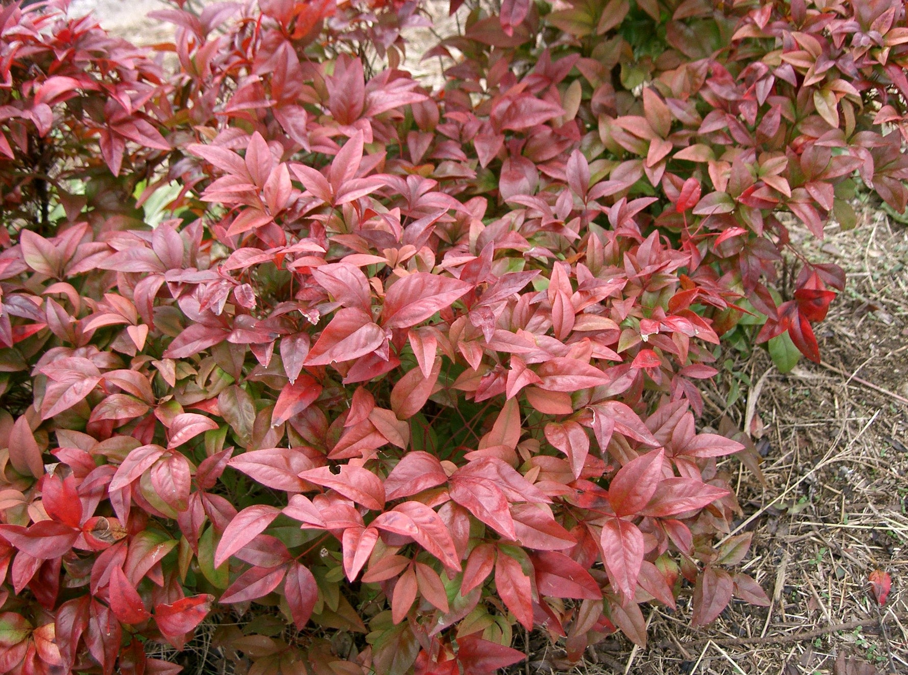 Nandina domestica 'Gulf Stream' - h: 25-40cm | Cont.: 2L - Bambus sfânt 'Gulf Stream'