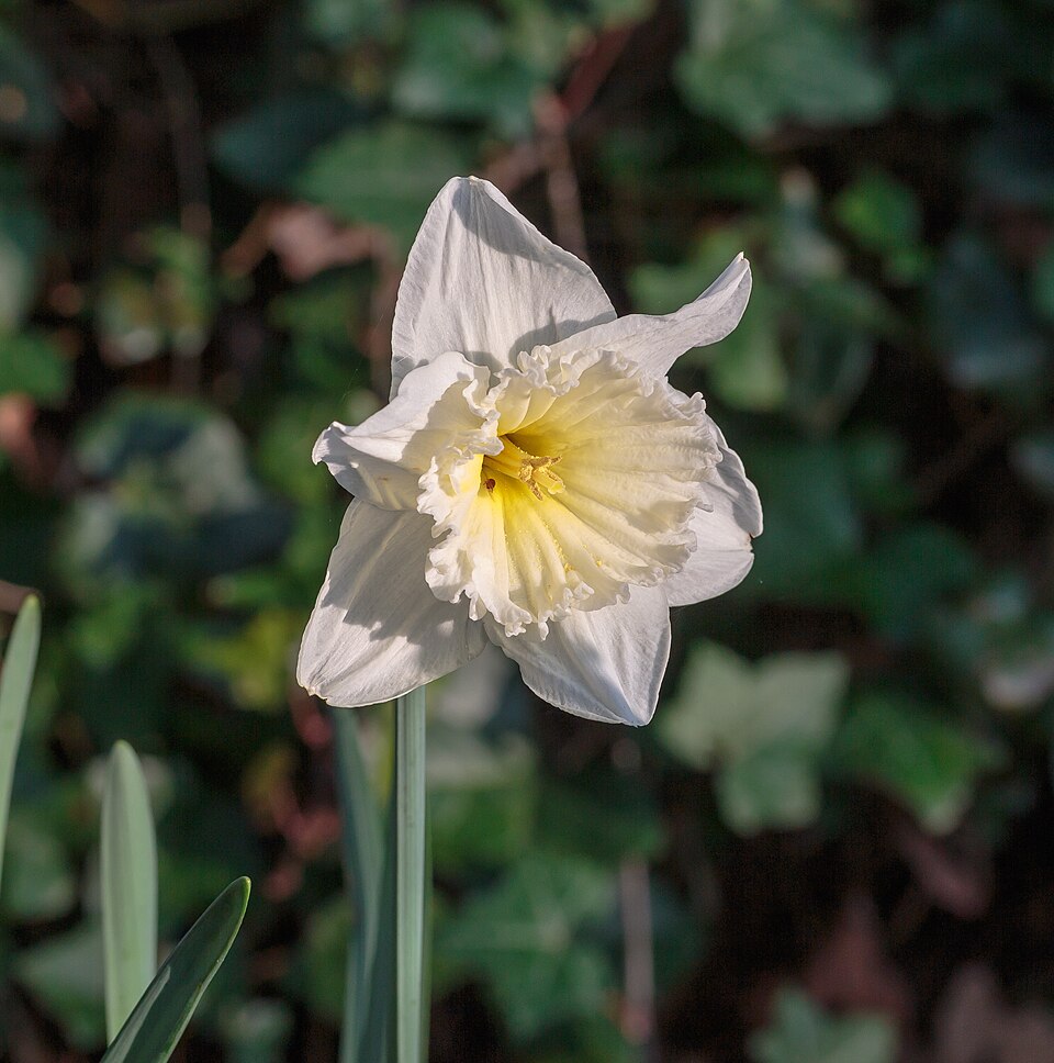 Narcissus 'Tete a Tete' - Cont.: 0.5L - Narcisă 'Tete a Tete'