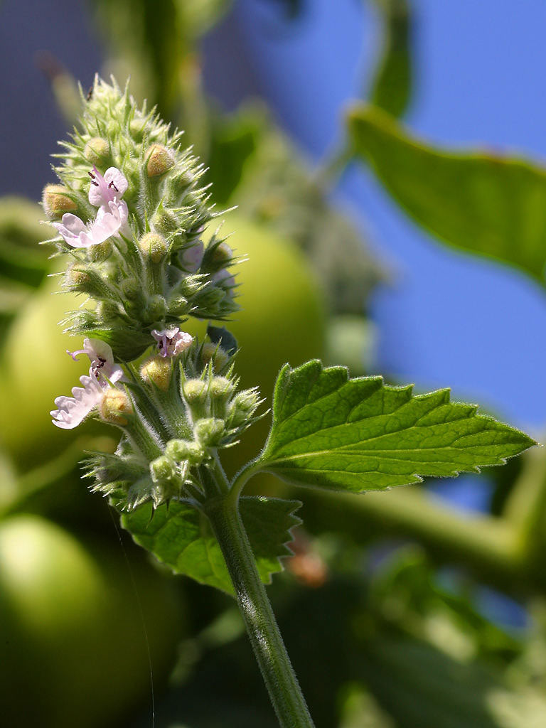 Nepeta - Cont.: 2L - Menta pisicii