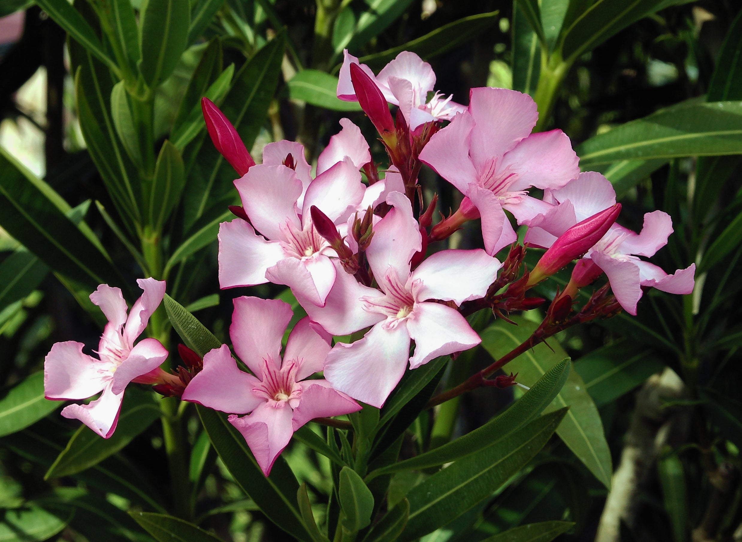 Nerium oleander - Leandru