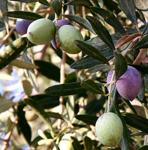 Olea europaea - Măslin (Bonsai)