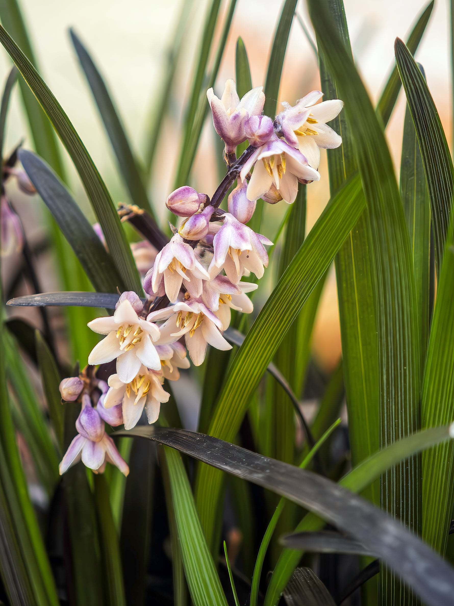 Ophiopogon planiscapus 'Niger' - Cont.: 2L - Iarbă neagră 'Niger'