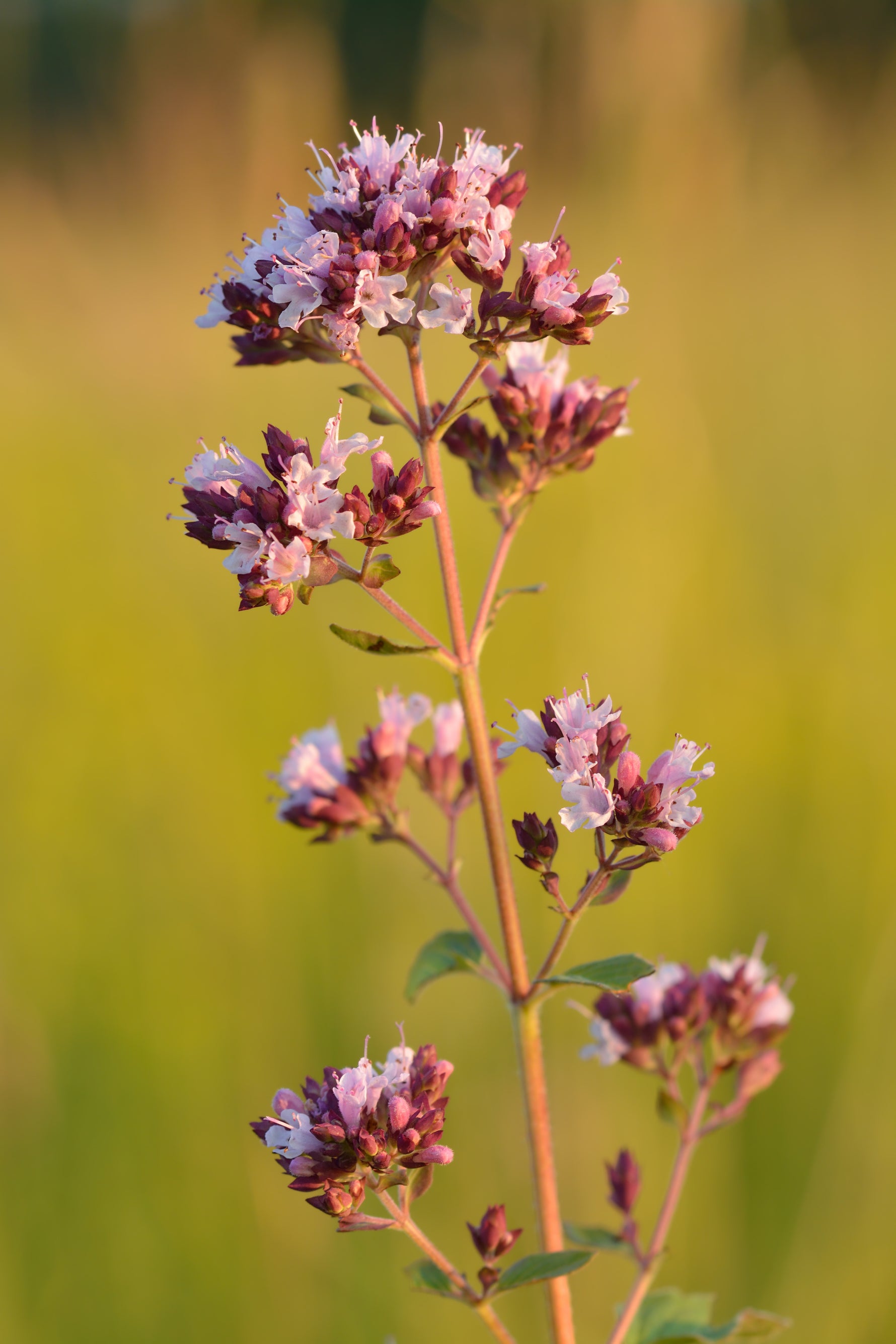 Origanum vulgare - Cont.: 3L - Oregano