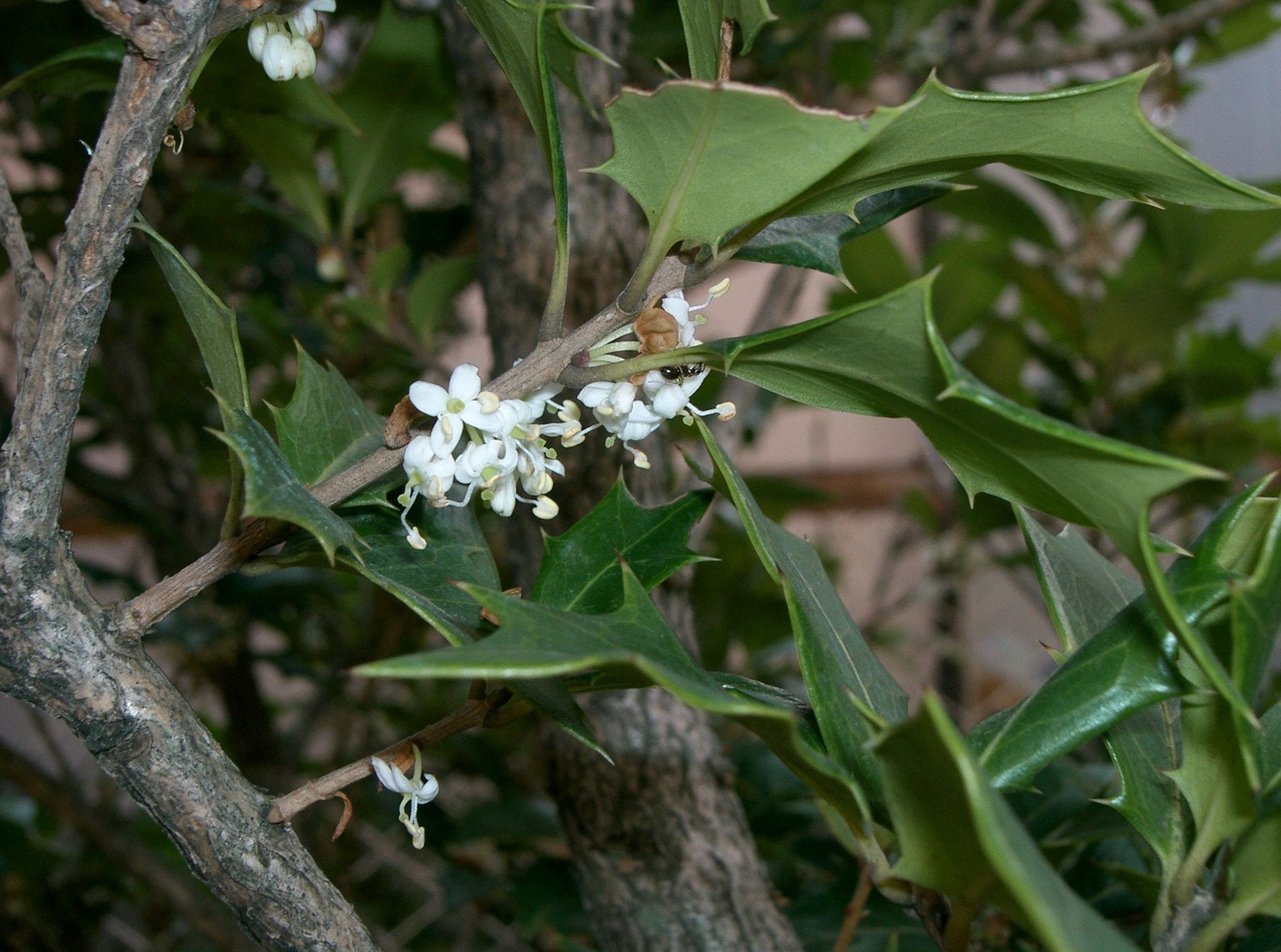 Osmanthus heterophyllus 'Tricolor' - Cont.: 10L - Osmanthus vărgat 'Tricolor'