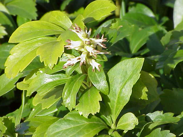 Pachysandra terminalis - Cont.: 2L - Pachisandră