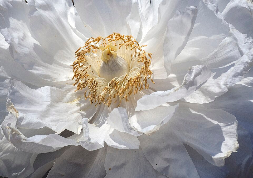 Paeonia 'Dr. Alexander Fleming' - Cont.: 3L - Bujor 'Dr. Alexander Fleming'