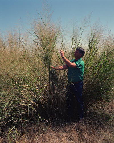 Panicum virgatum 'Heavy Metal' - Cont.: 2L - Iarbă de prerie 'Heavy Metal'