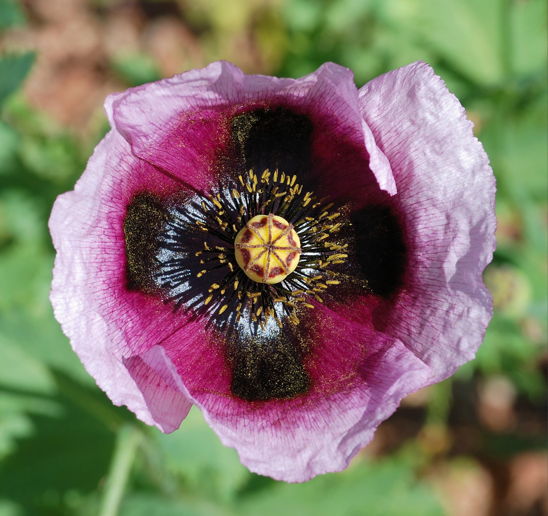 Papaver MIX - Cont.: 2L - Mac MIX