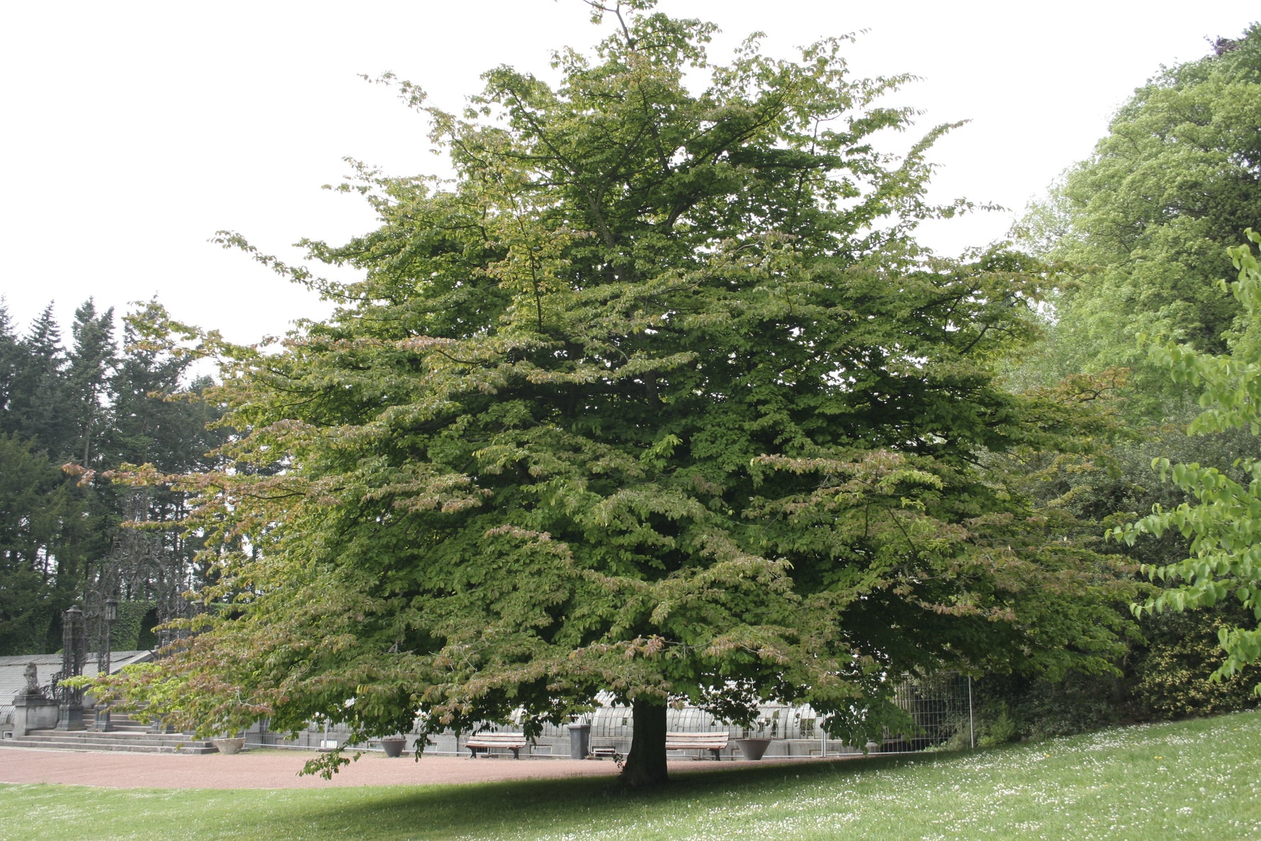 Parrotia persica 'Bella' - h: 80-100cm | Cont.: 7.5L - Arborele de fier persan 'Bella'