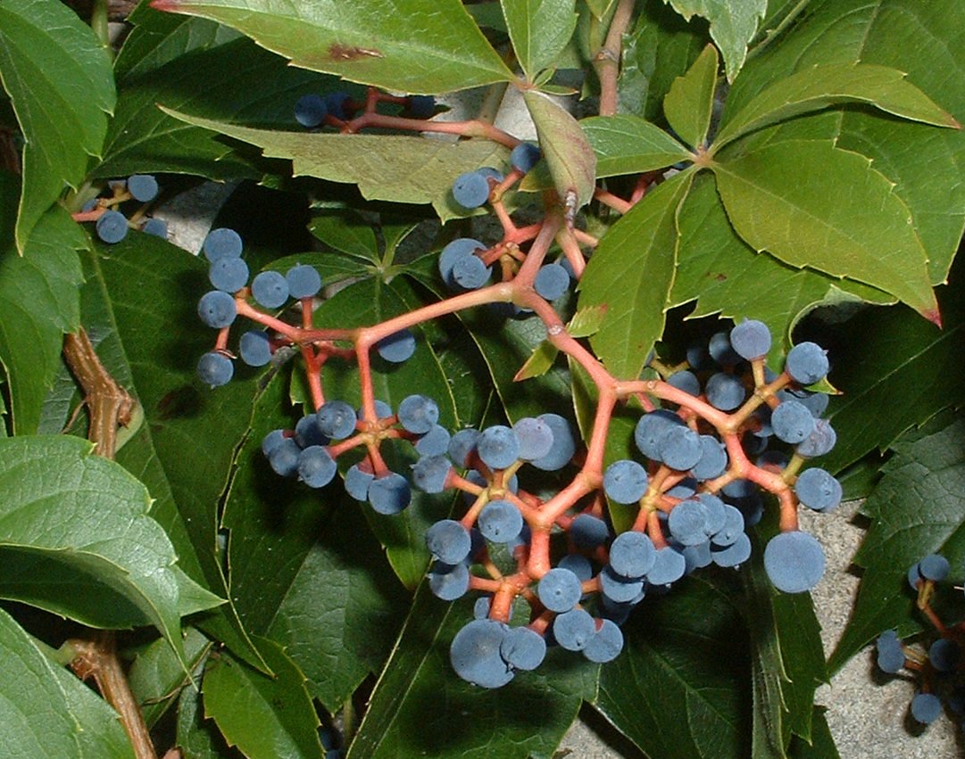 Parthenocissus - Viță sălbatică