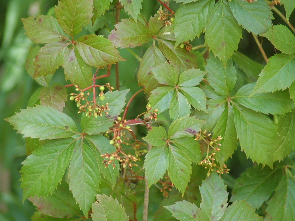 Parthenocissus quinquefolia - Cont.: 1.5L - Viță sălbatică