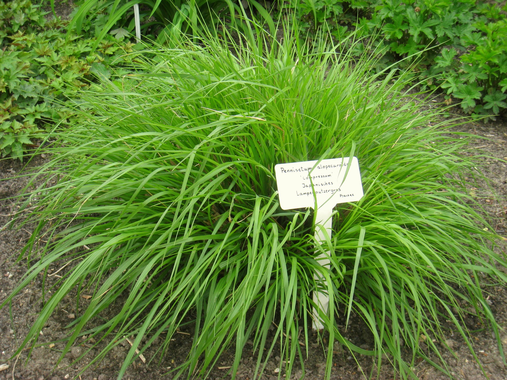 Pennisetum alopecuroides 'Black Beauty' - Cont.: 2L - Iarbă Pennisetum neagră 'Black Beauty'