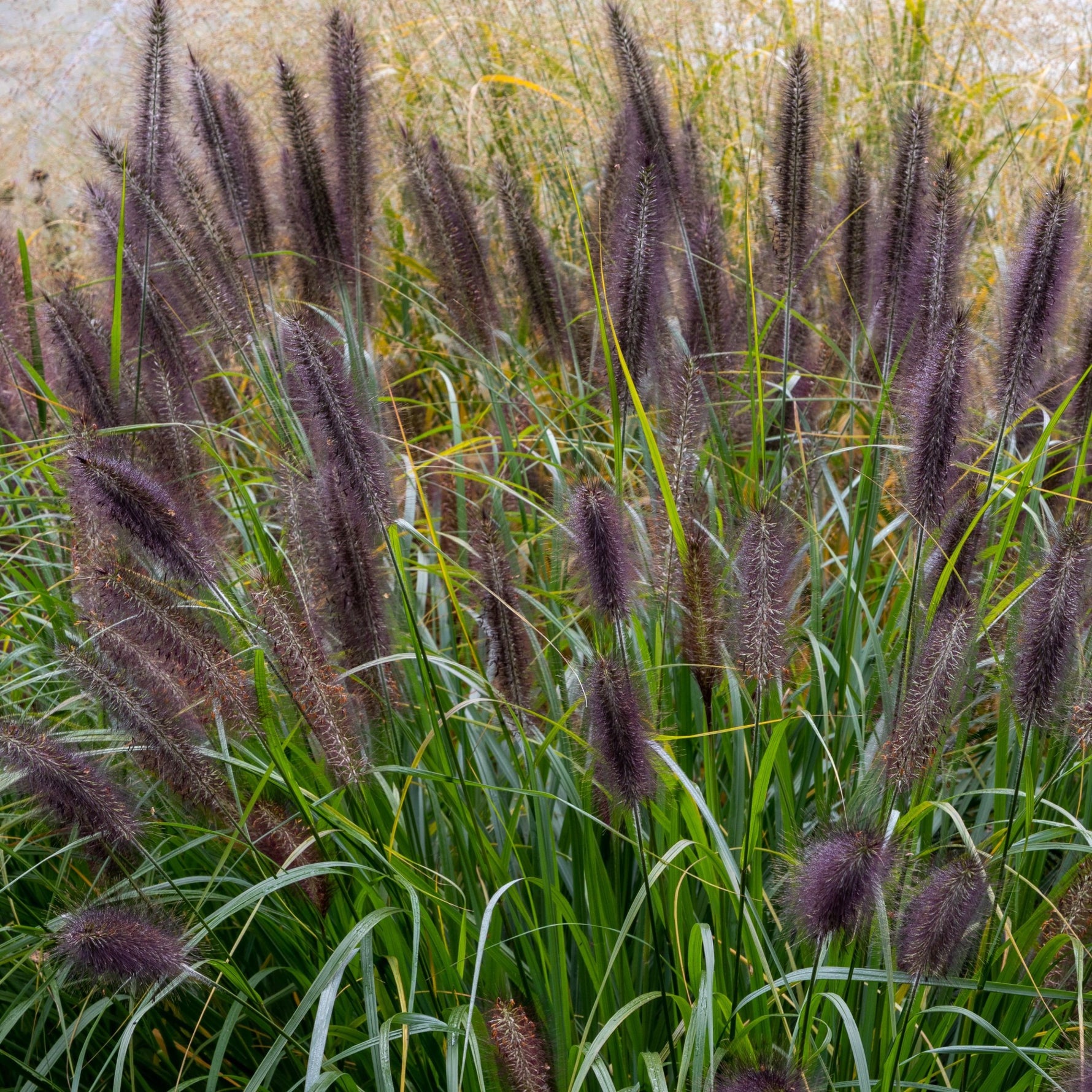 Iarbă de lampadar Black Beauty - C. 2L / (Pennisetum alopecuroides Black Beauty)