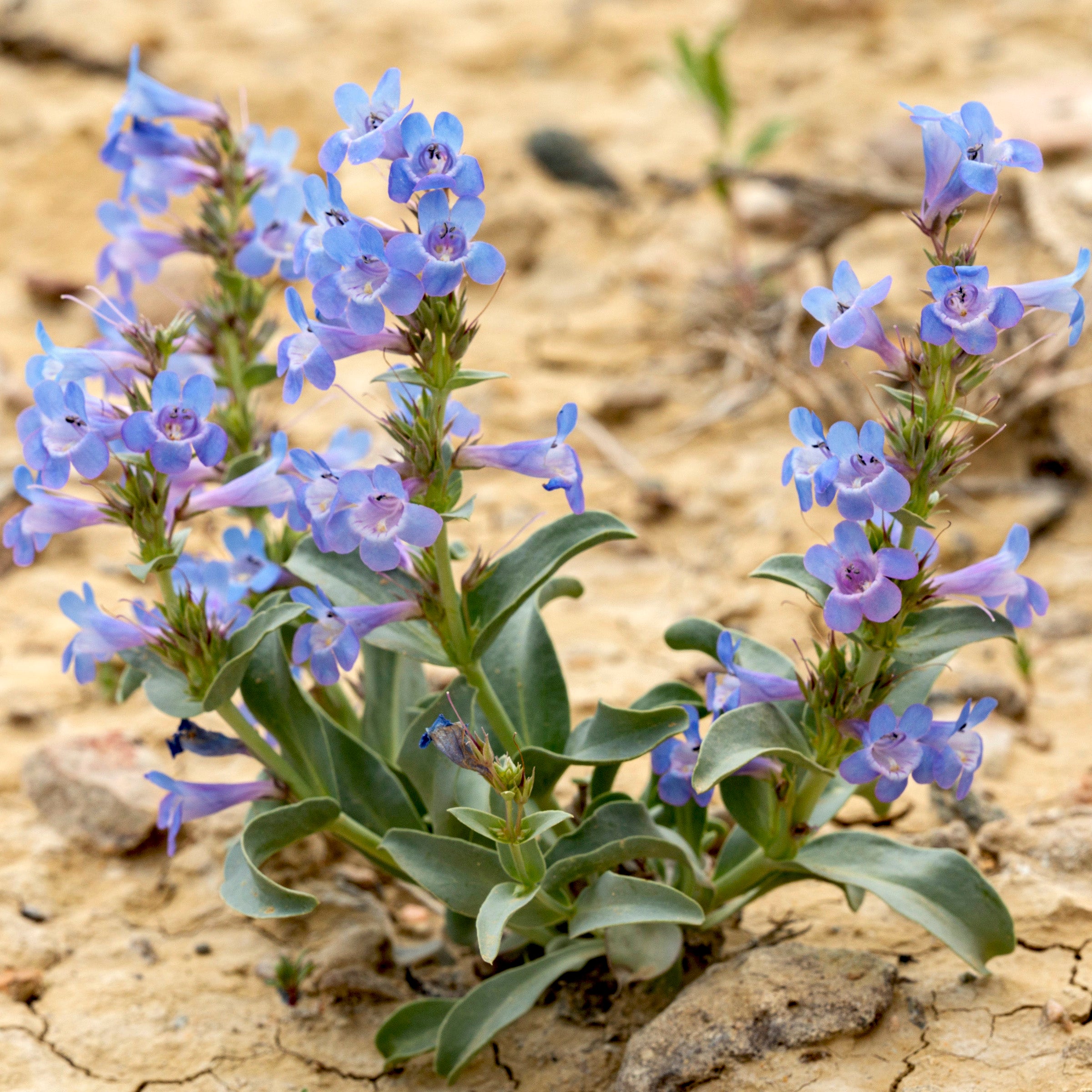 Penstemon 'Dakota' - Cont.: 2L - Penstemon 'Dakota' (Pe tulpină)