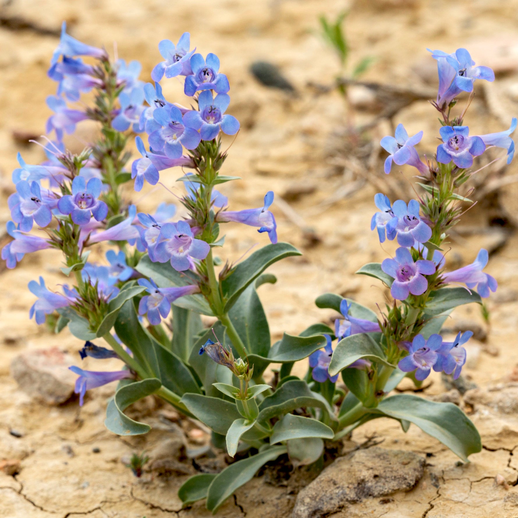 Penstemon 'Dakota' - Cont.: 2L - Penstemon 'Dakota' (Pe tulpină)