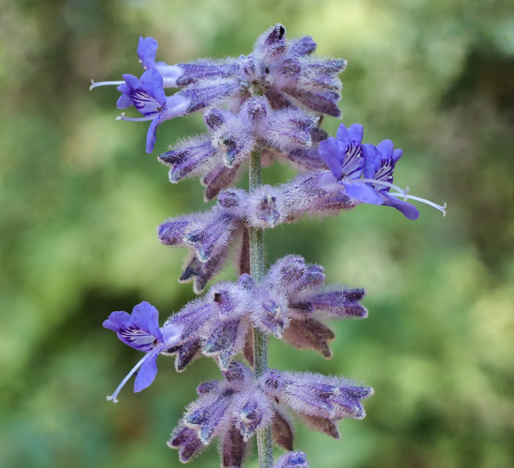 Perovskia atriplicifolia - Salvie rusească