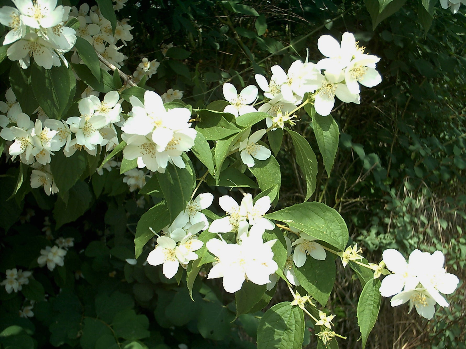 Philadelphus coronarius - h: 30-40cm | Cont.: 3L - Iasomie de grădină
