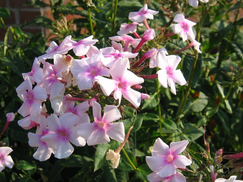 Phlox paniculata 'David' - Cont.: 2L - Flox paniculate 'David'