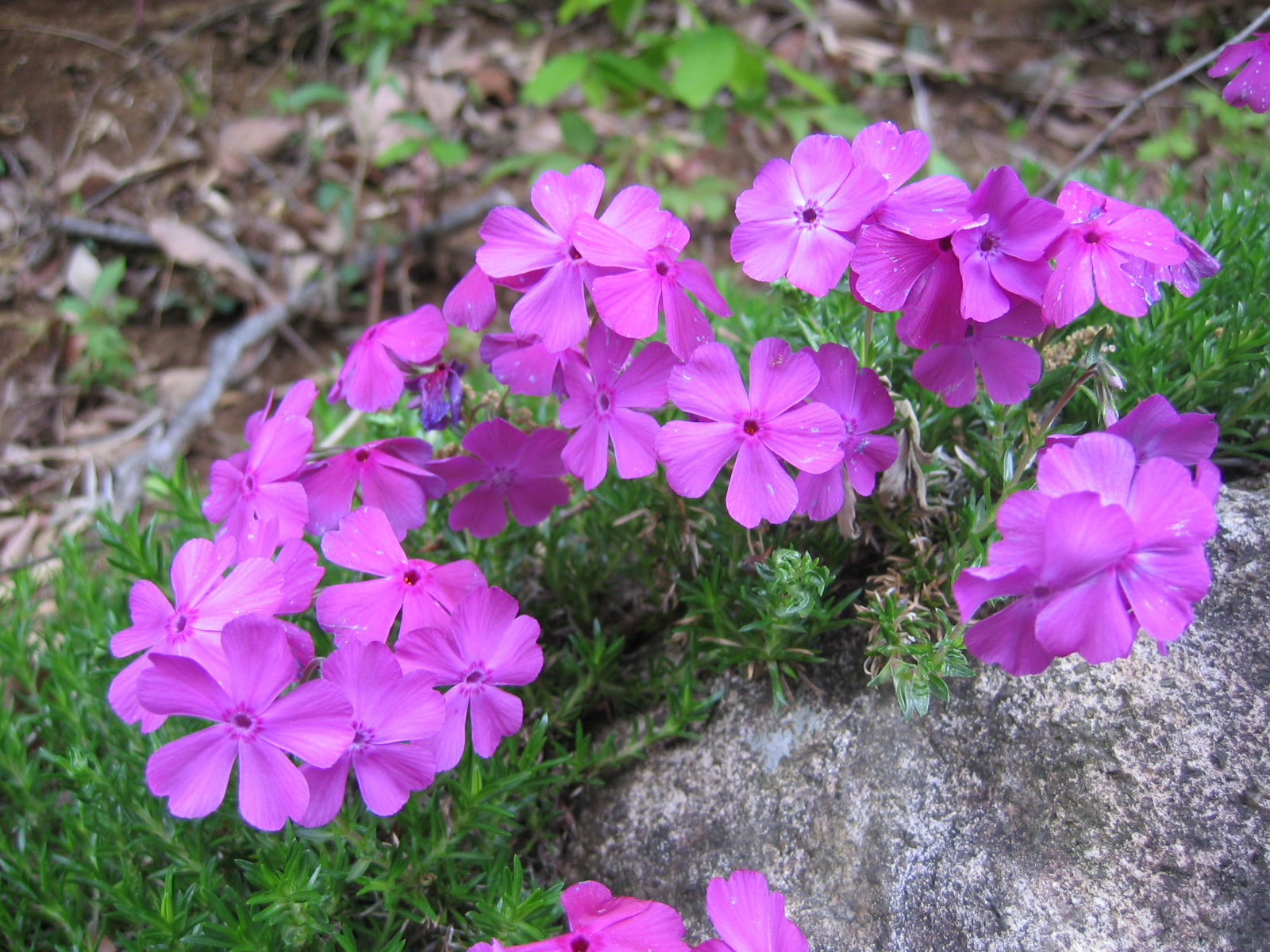 Phlox subulata 'Candy Stripes' - Cont.: 2L - Flox subulat 'Candy Stripes'