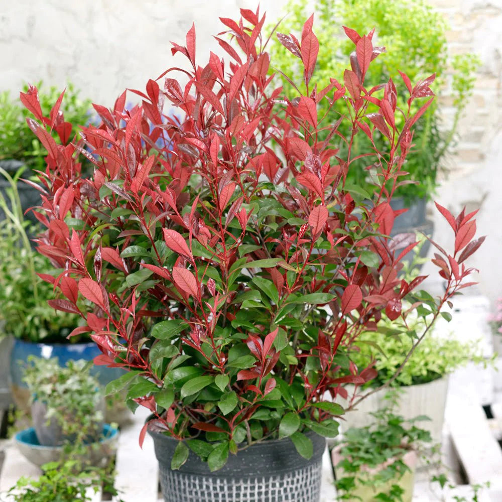 Fotinia Carre Rouge - C. 2L | 50-60 cm / (Photinia fraseri Carre Rouge)