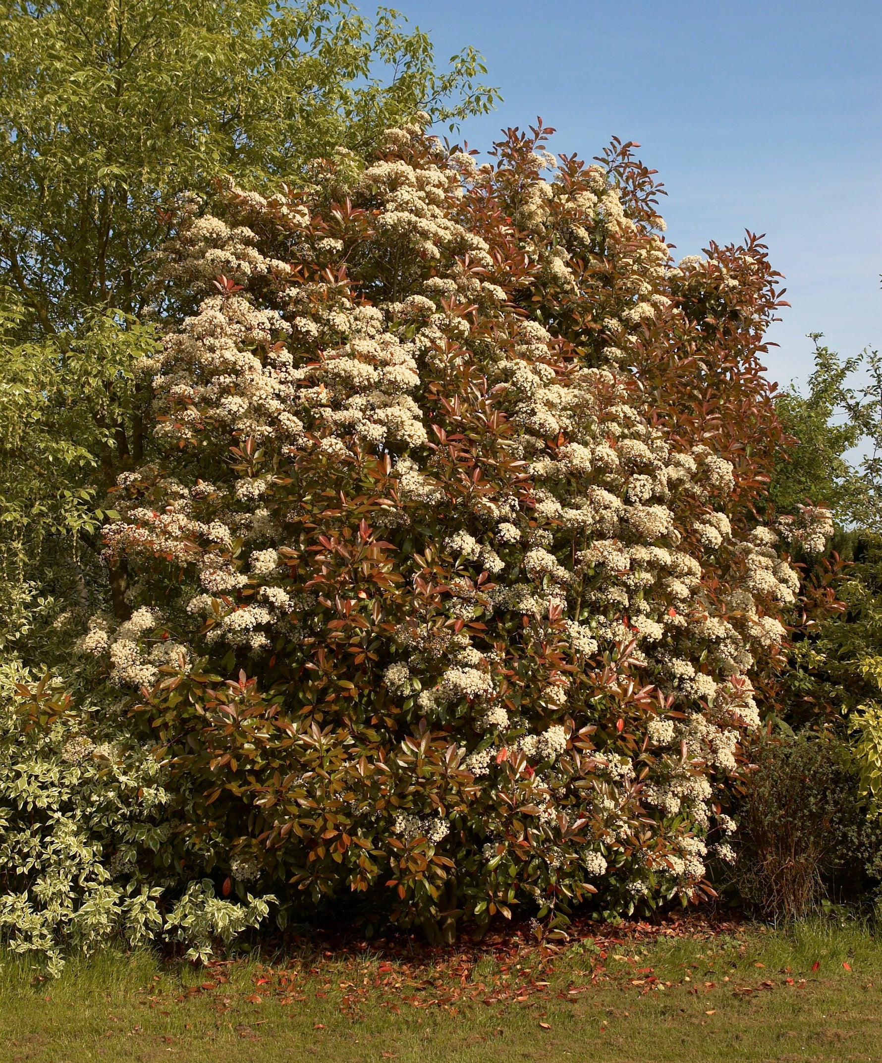 Photinia 'Compacta' - Cont.: 20L - Fotinia 'Compacta' (Spalliera)
