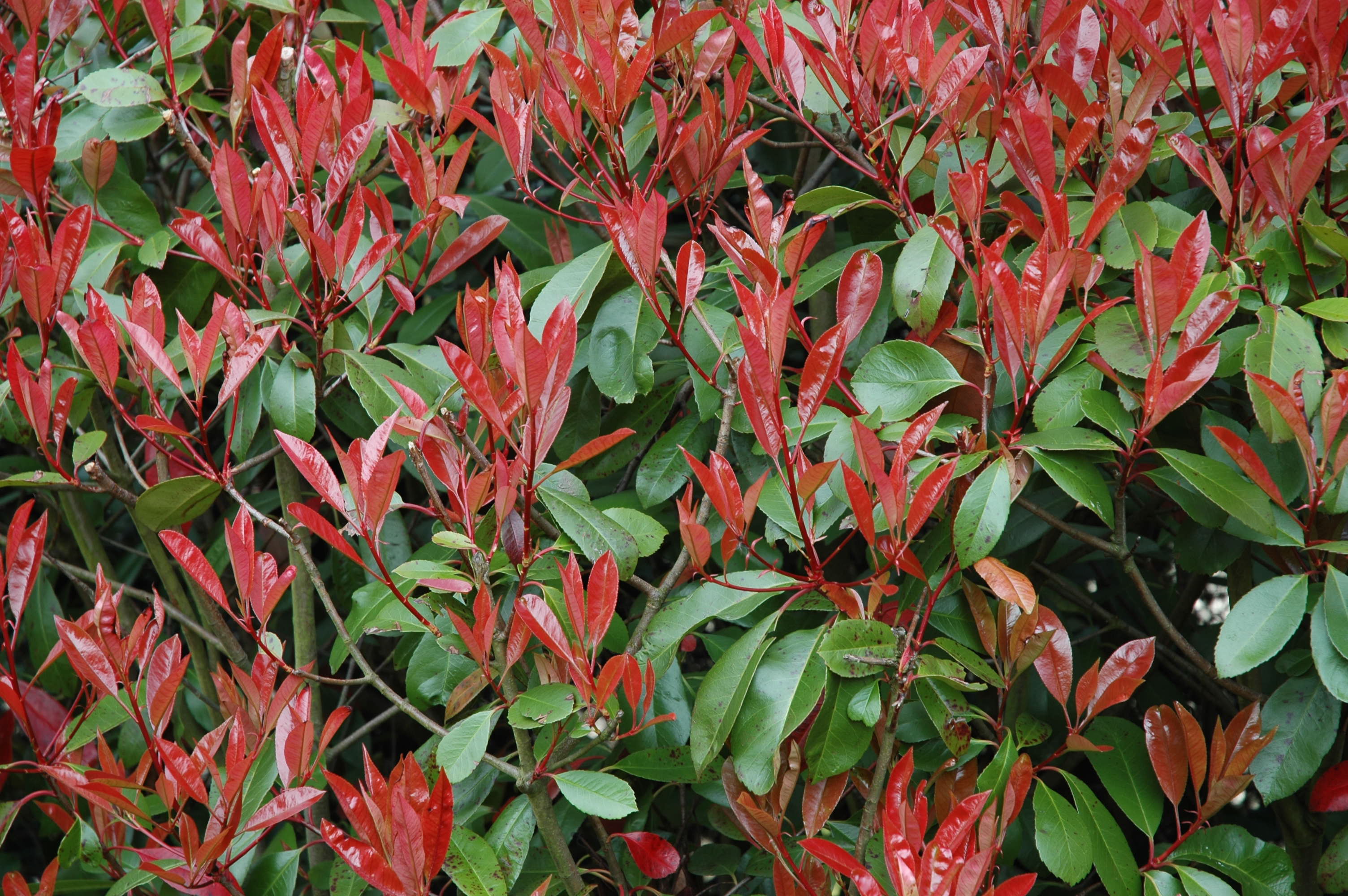 Photinia x fraseri 'Red Robin' - Fotinia 'Red Robin'