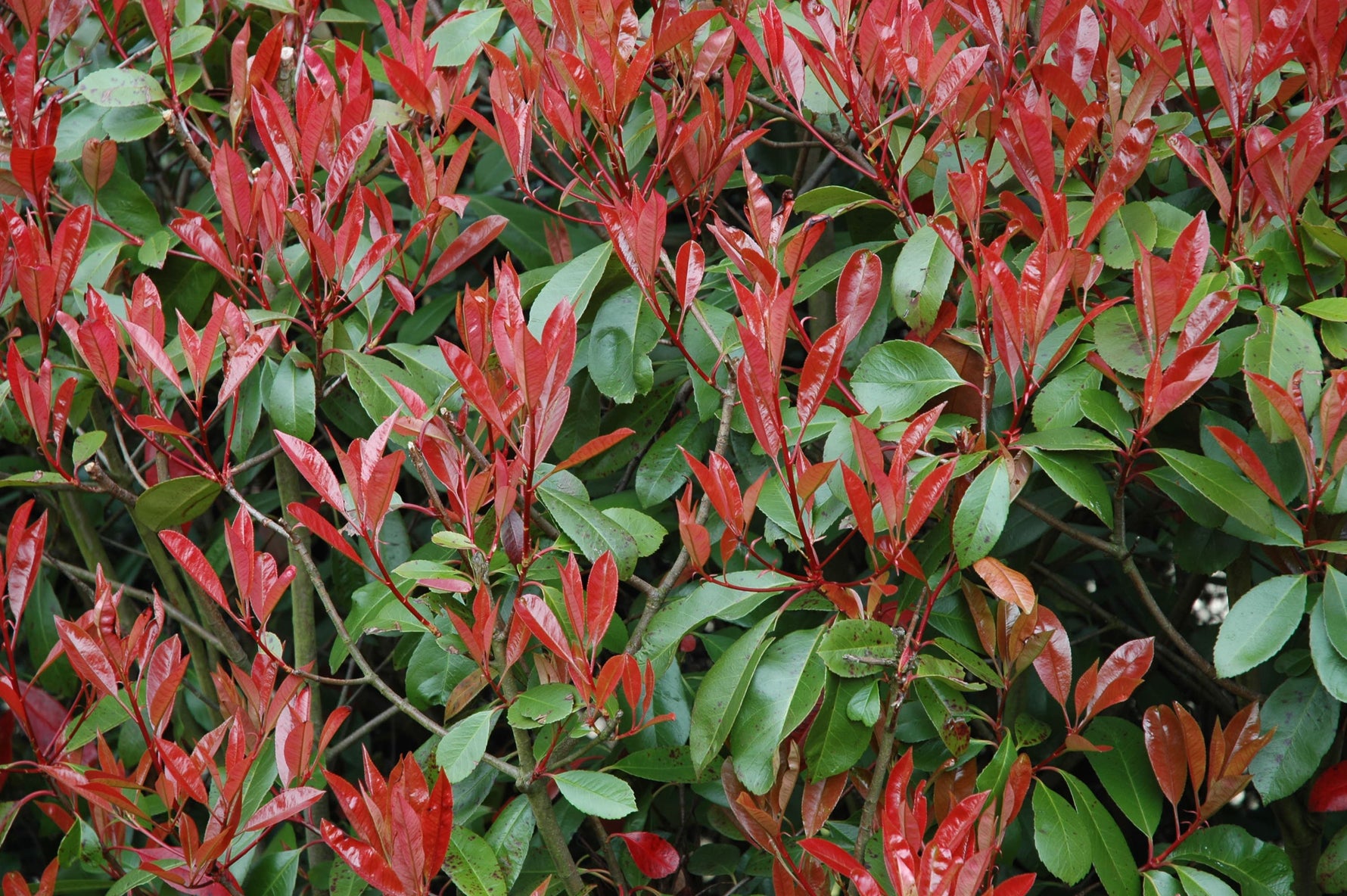 Photinia x fraseri 'Red Robin' - Fotinia 'Red Robin'
