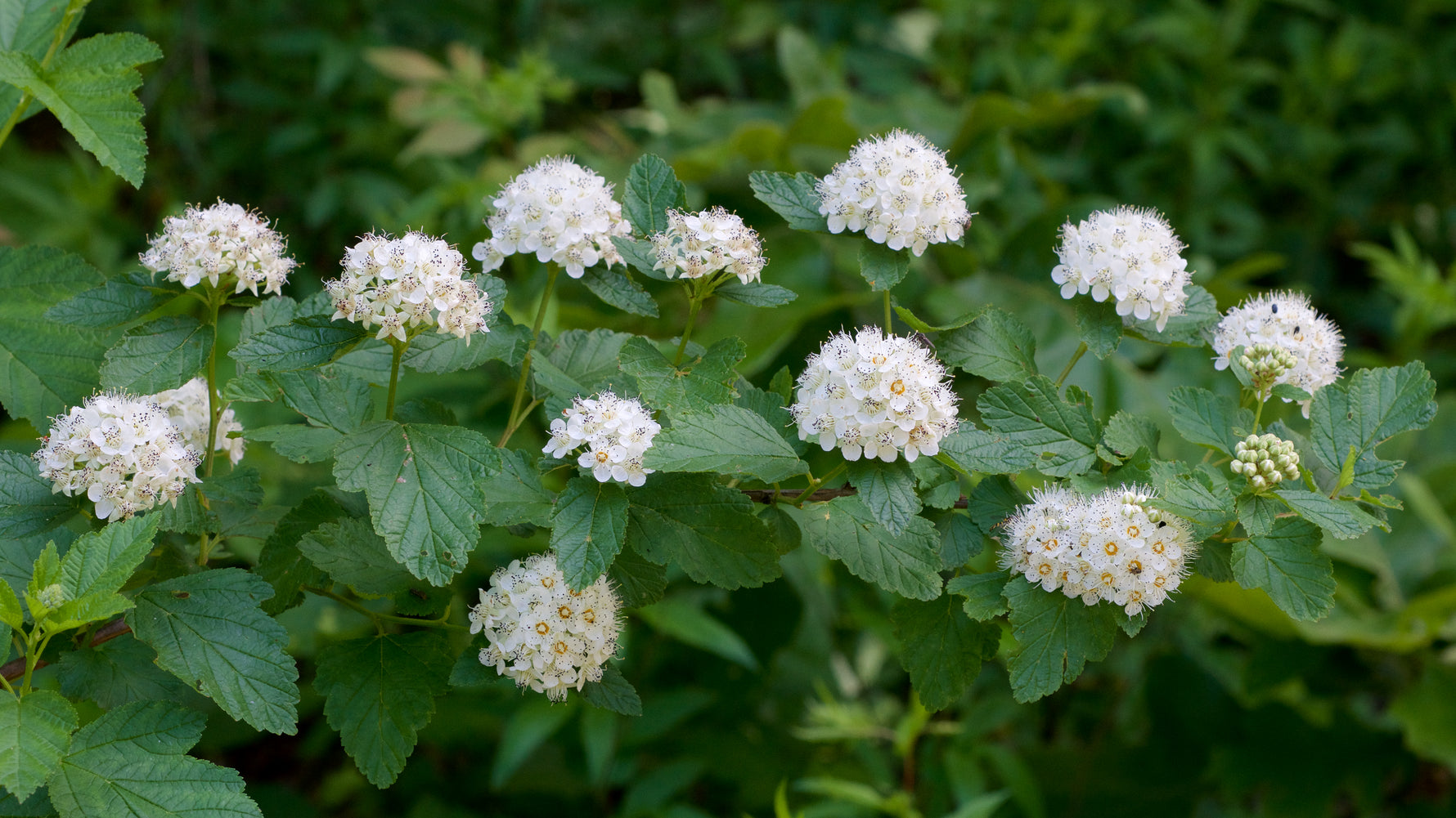 Physocarpus opulifolius 'Diabolo' - Cont.: 1.5L - Physocarpus 'Diabolo'