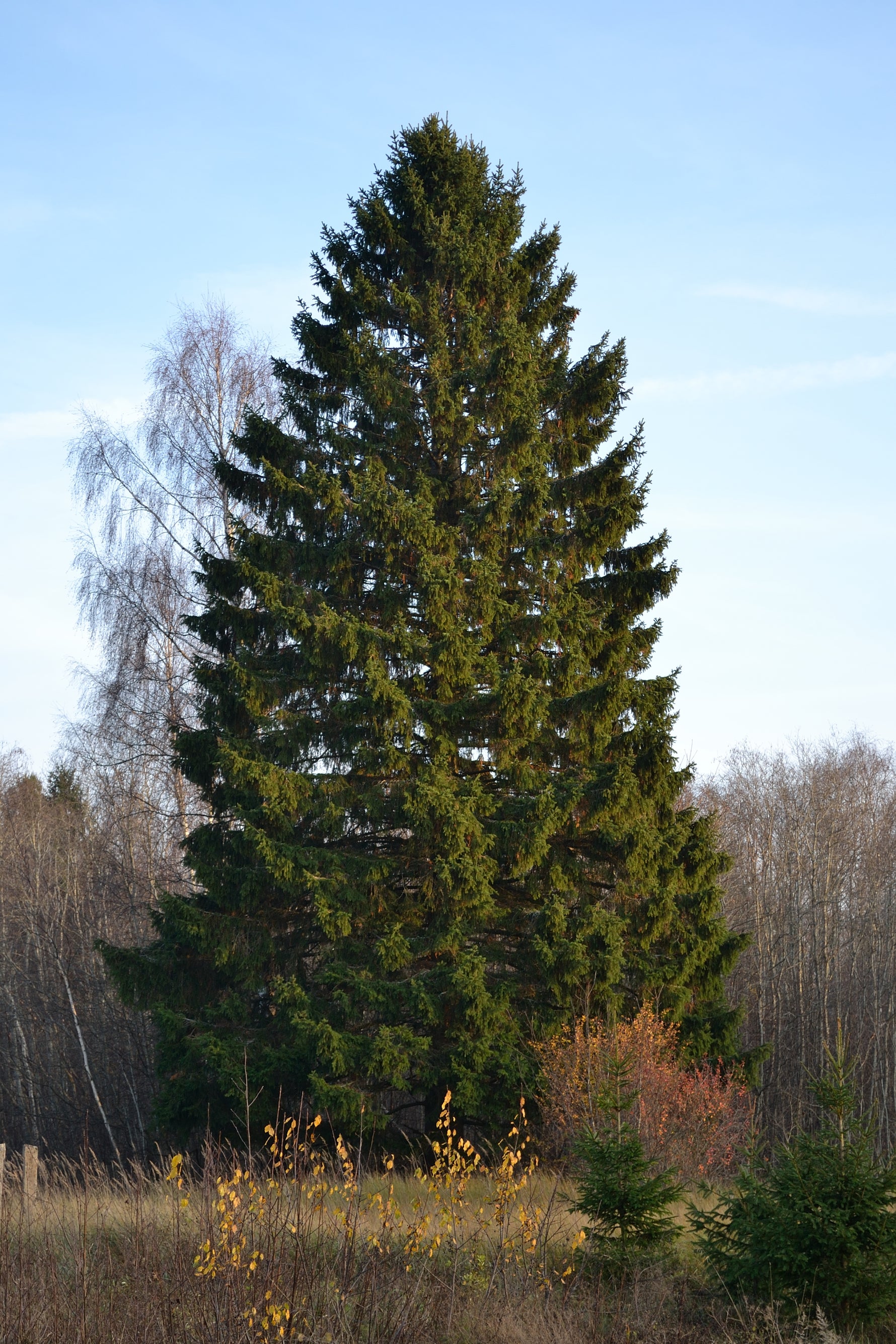 Picea abies 'Little Gem' - h: 25cm | Cont.: 7.5L - Molid pitic 'Little Gem'