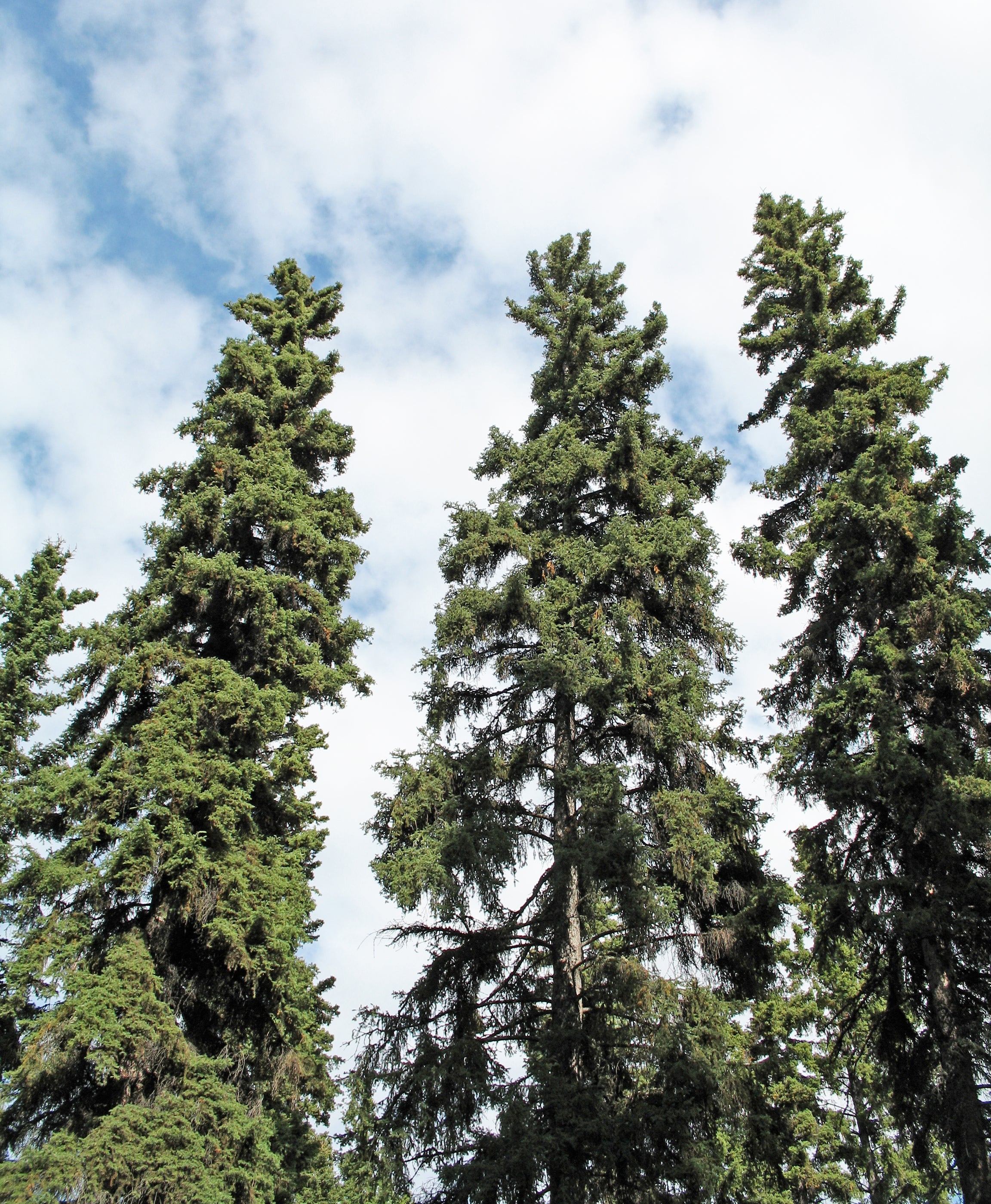 Picea glauca 'Conica' - Molid alb conic 'Conica'