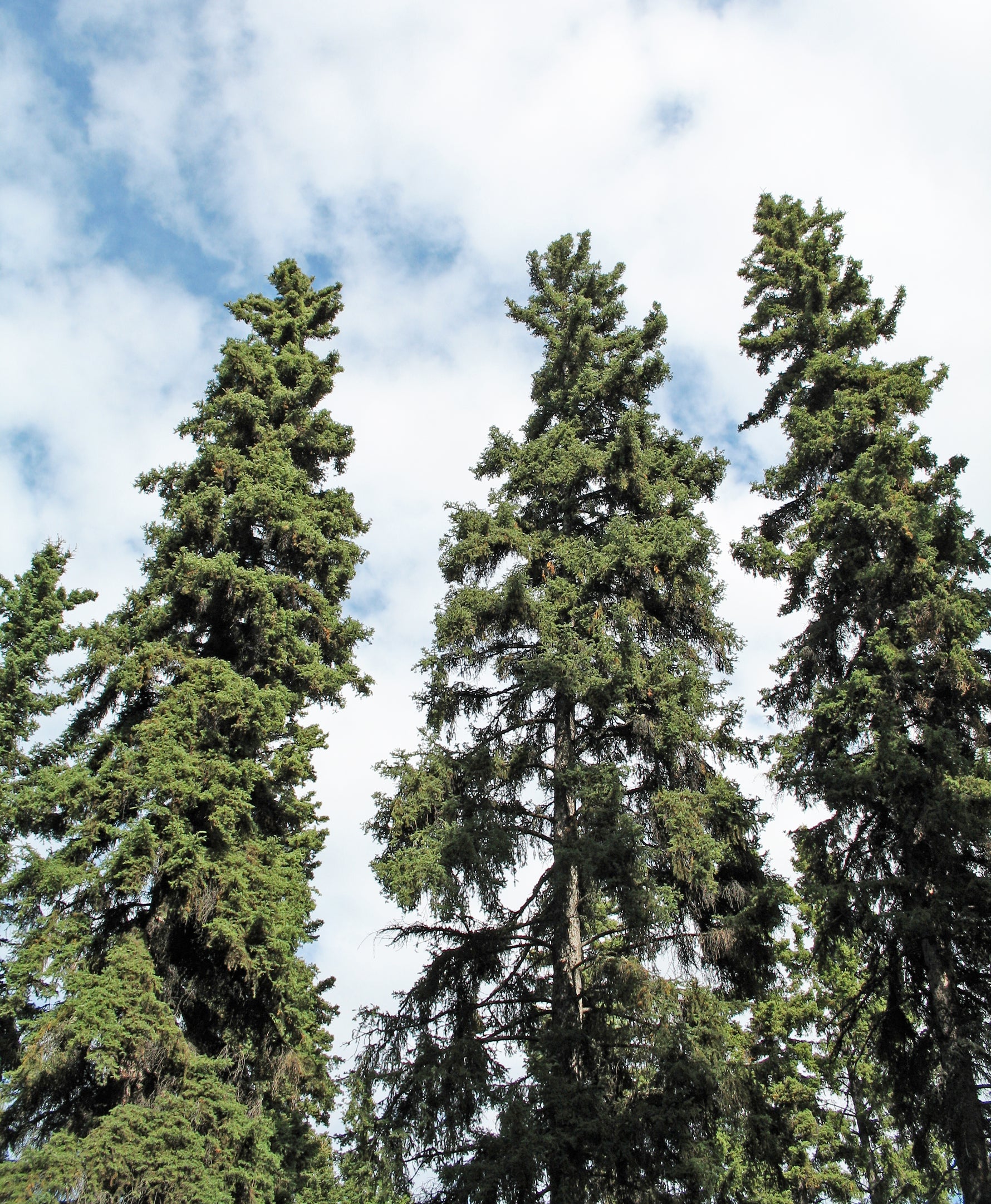 Picea glauca 'Conica' - Molid alb conic 'Conica'