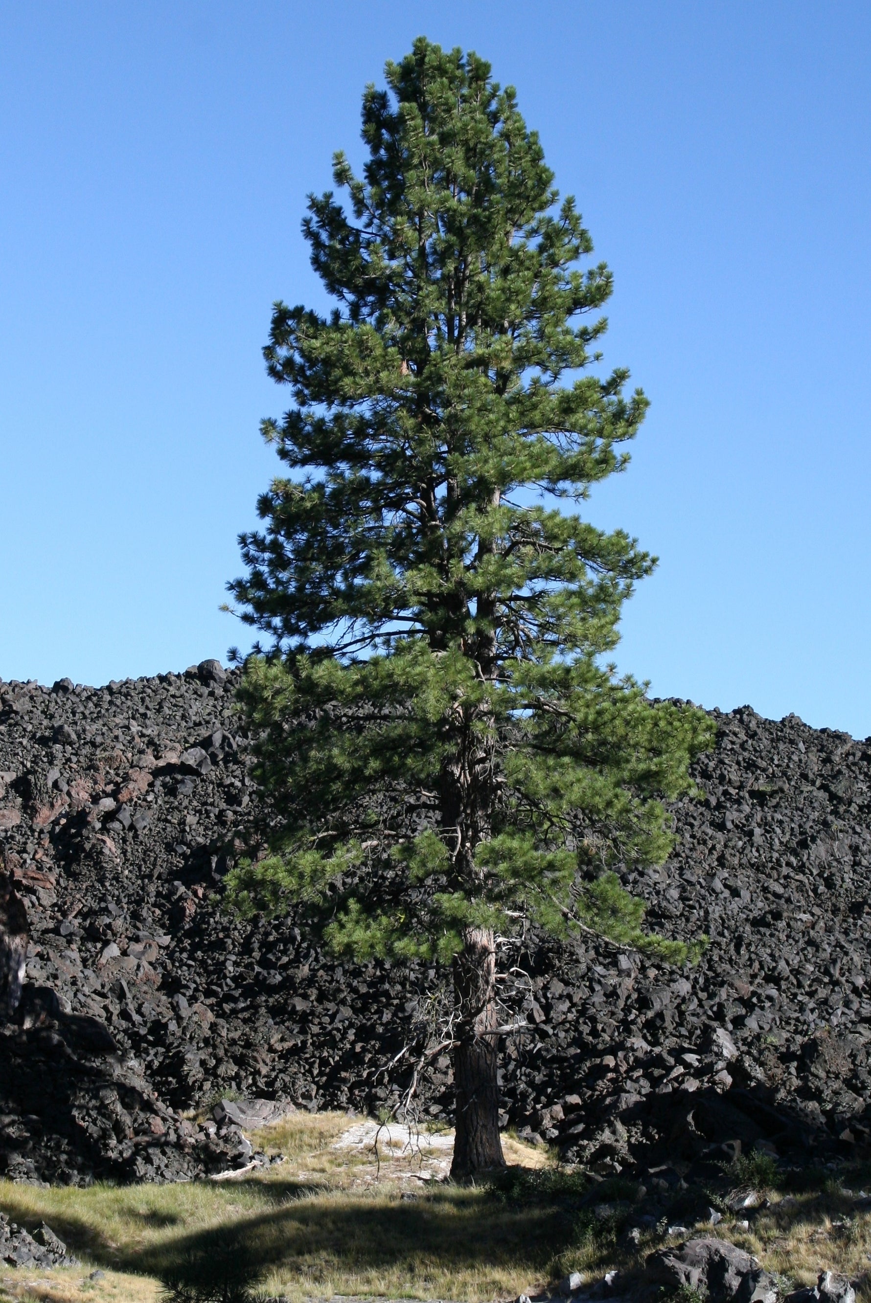 Pinus - Cont.: 45L - Pin (½ Fusto)