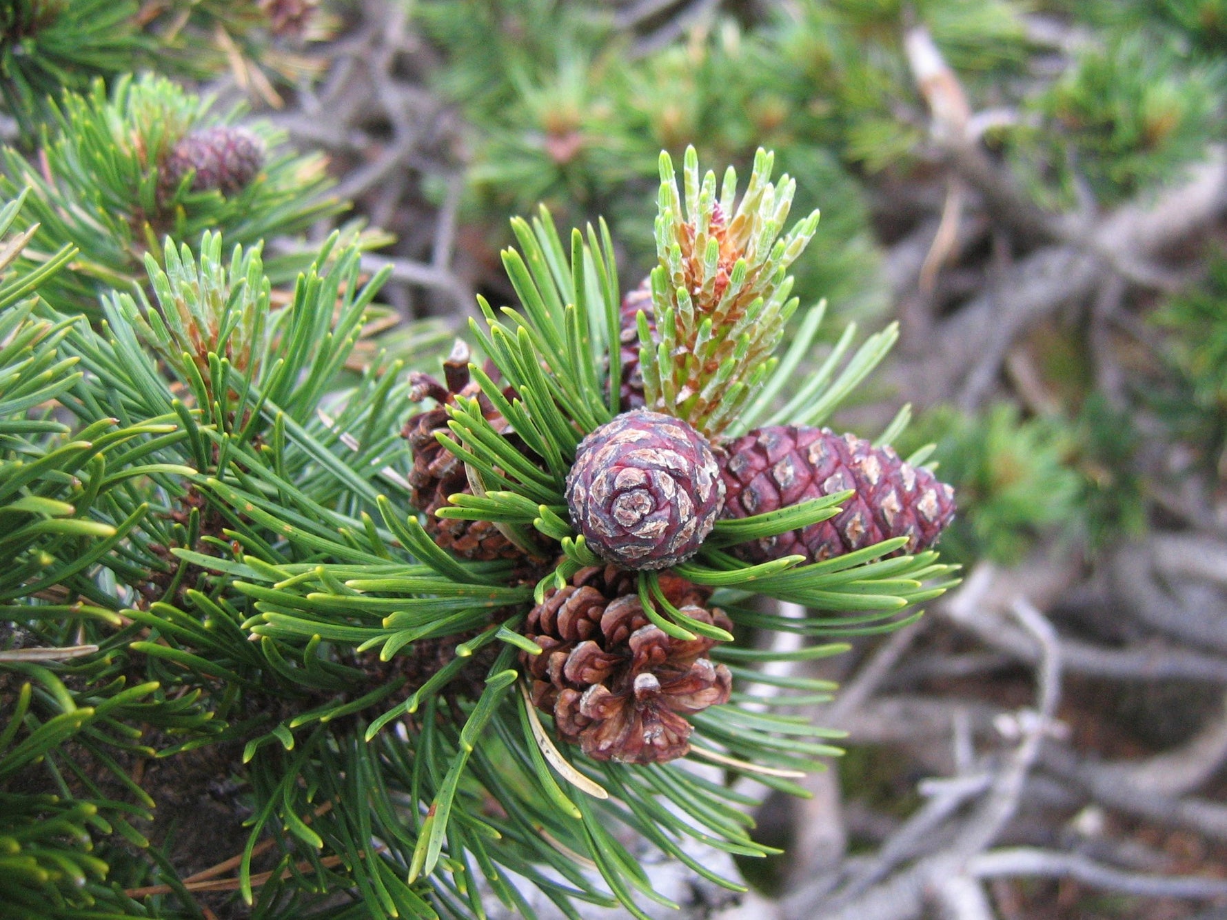 Pinus mugo 'Benjamin' - h: 100cm | Cont.: 30L - Jneapăn 'Benjamin' (Pe tulpină)