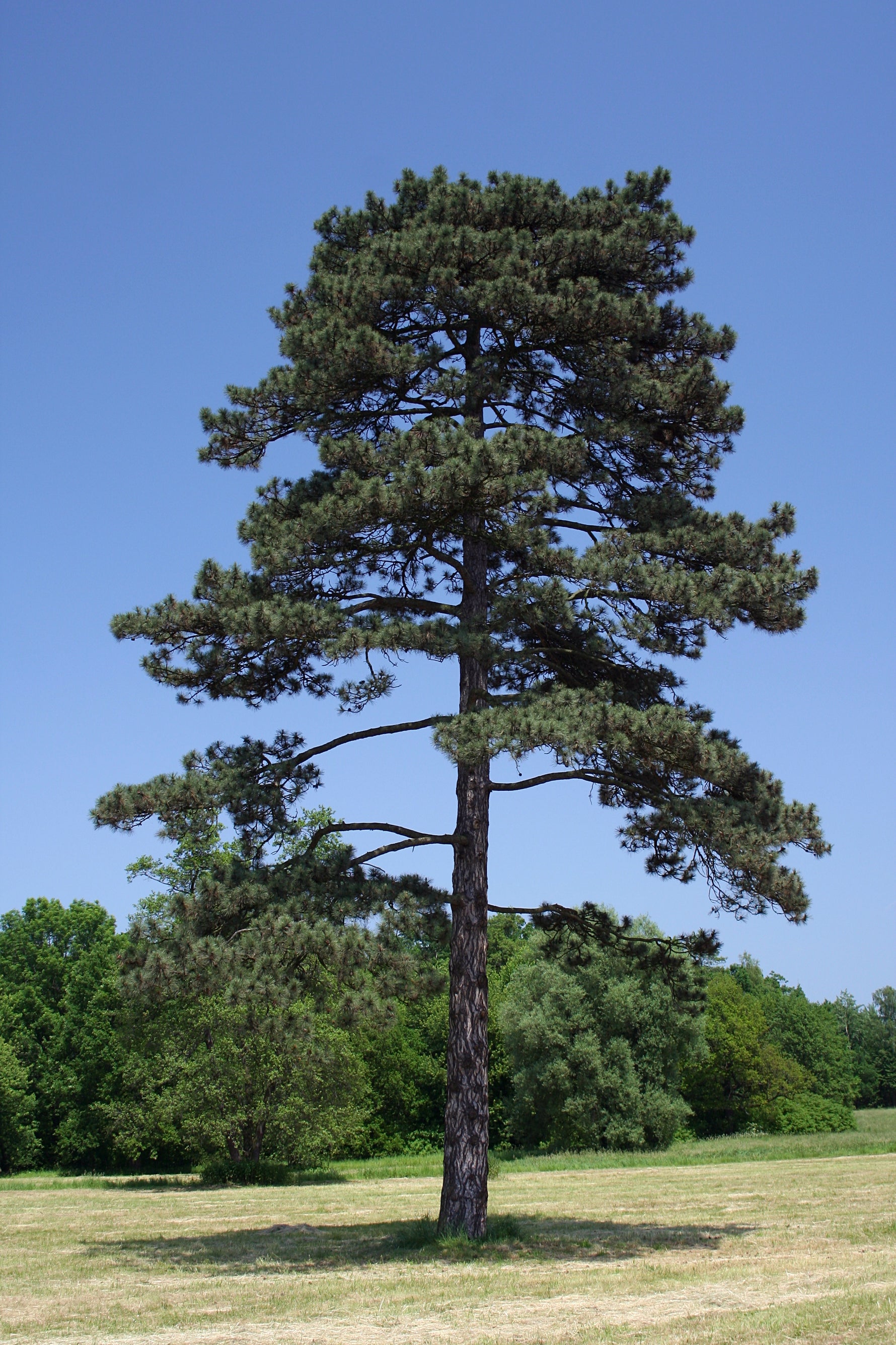 Pinus nigra - Pin negru austriac