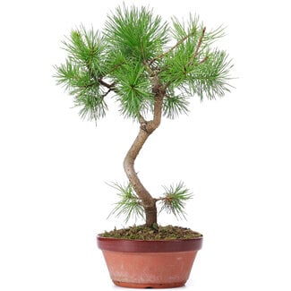 Pinus - h: 130-140cm - Pin (Bonsai)