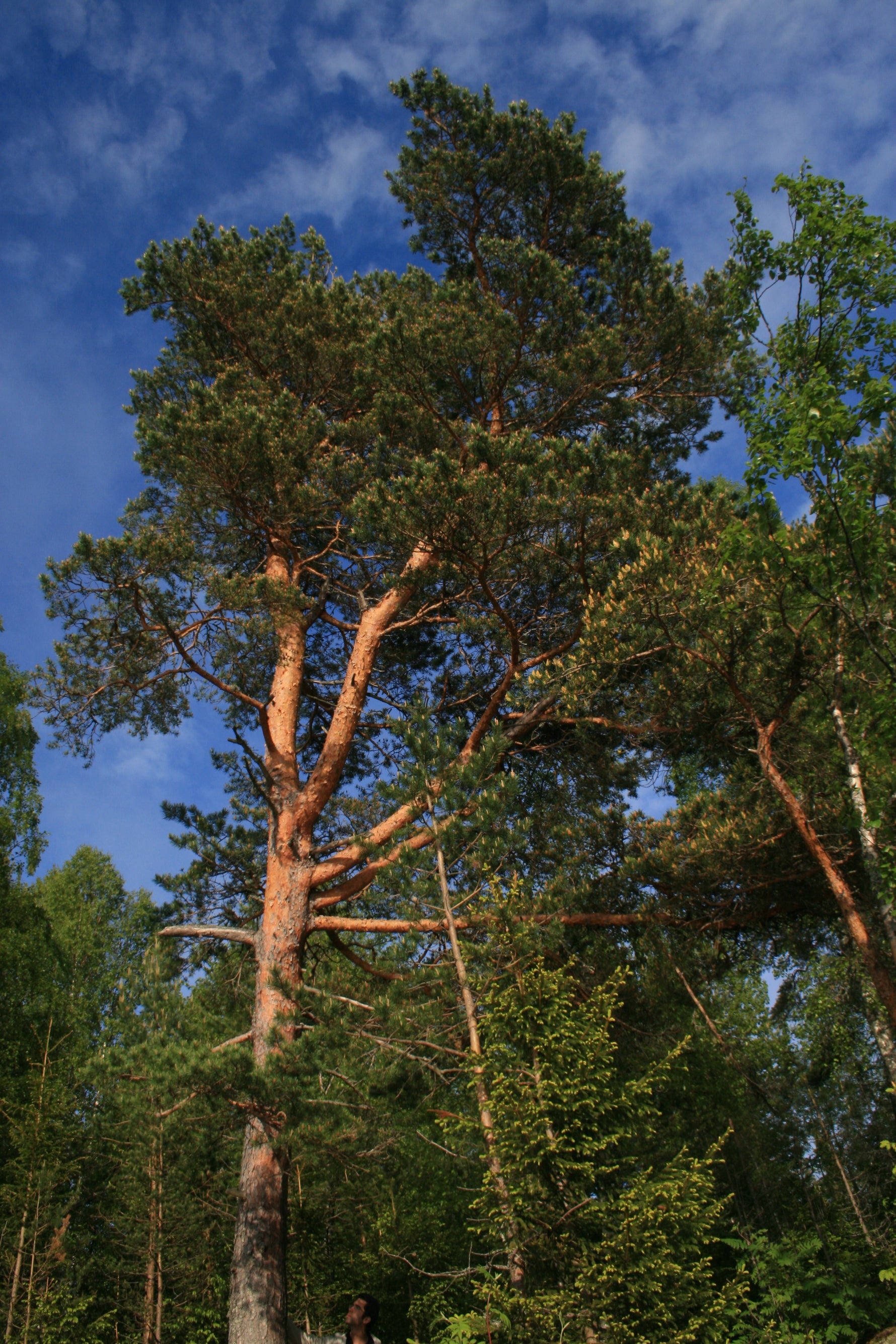 Pinus sylvestris - h: 220cm - Pin silvestru (Bonsai)