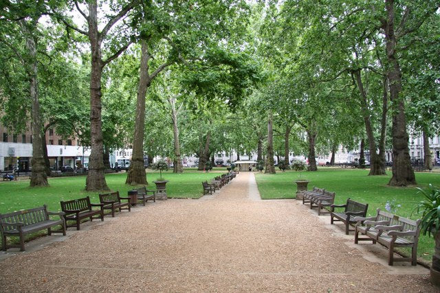 Platanus x acerifolia - Platan
