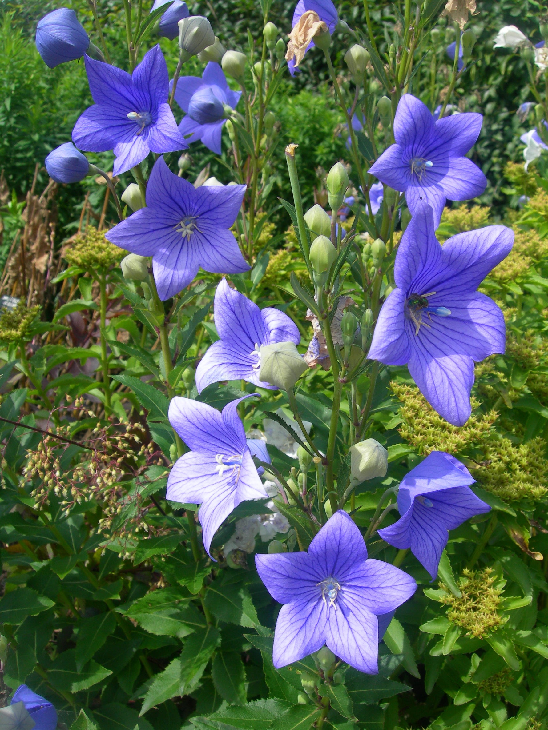 Platycodon grandiflorus 'Astra White' - Cont.: 2L - Clopoțel japonez 'Astra White'