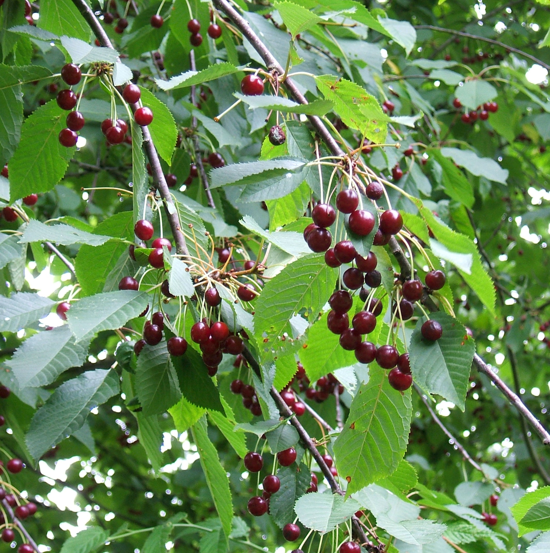 Prunus avium - Cont.: 80L - Cireș (½ Fusto)