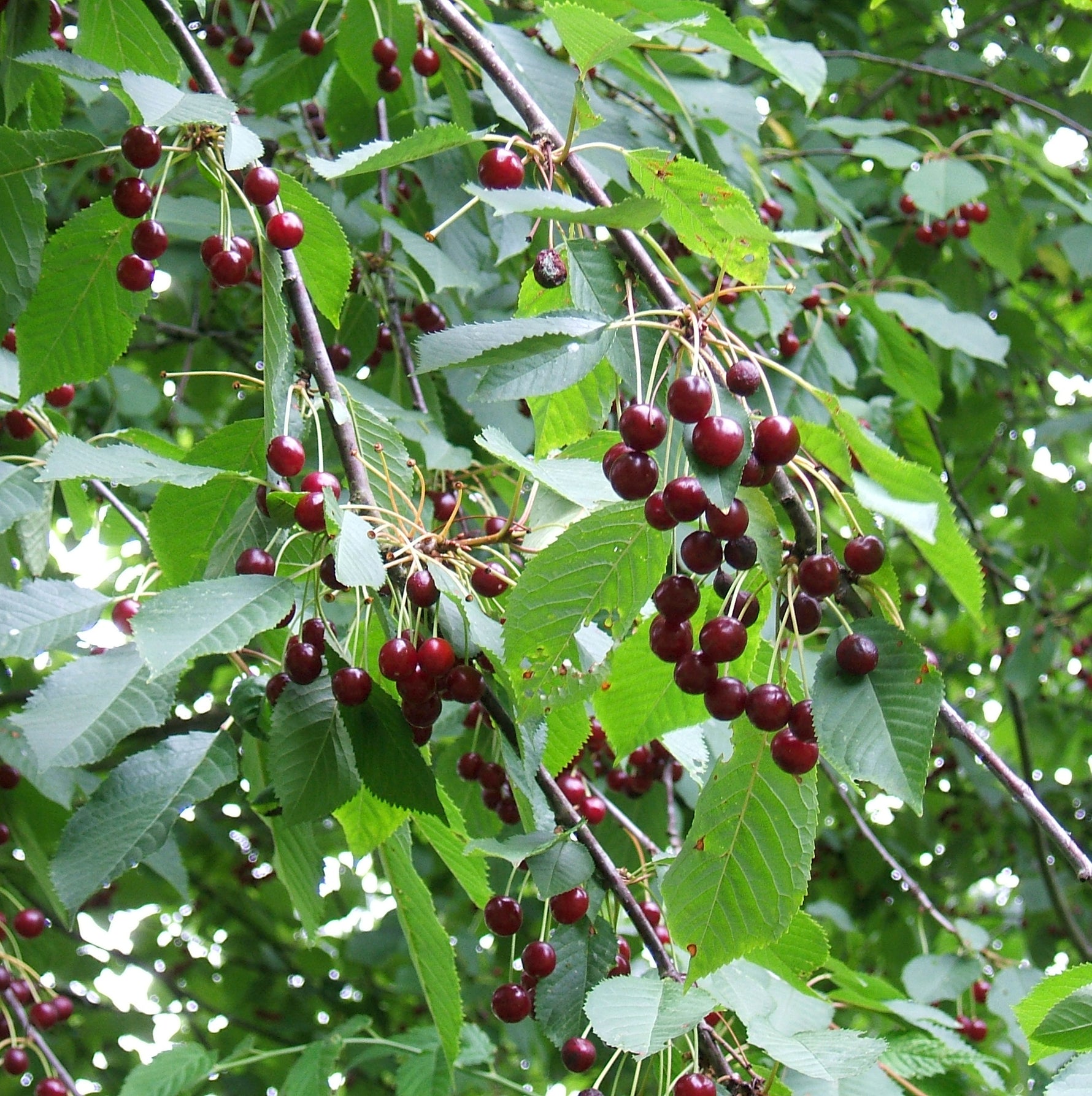 Prunus avium - Cont.: 80L - Cireș (½ Fusto)