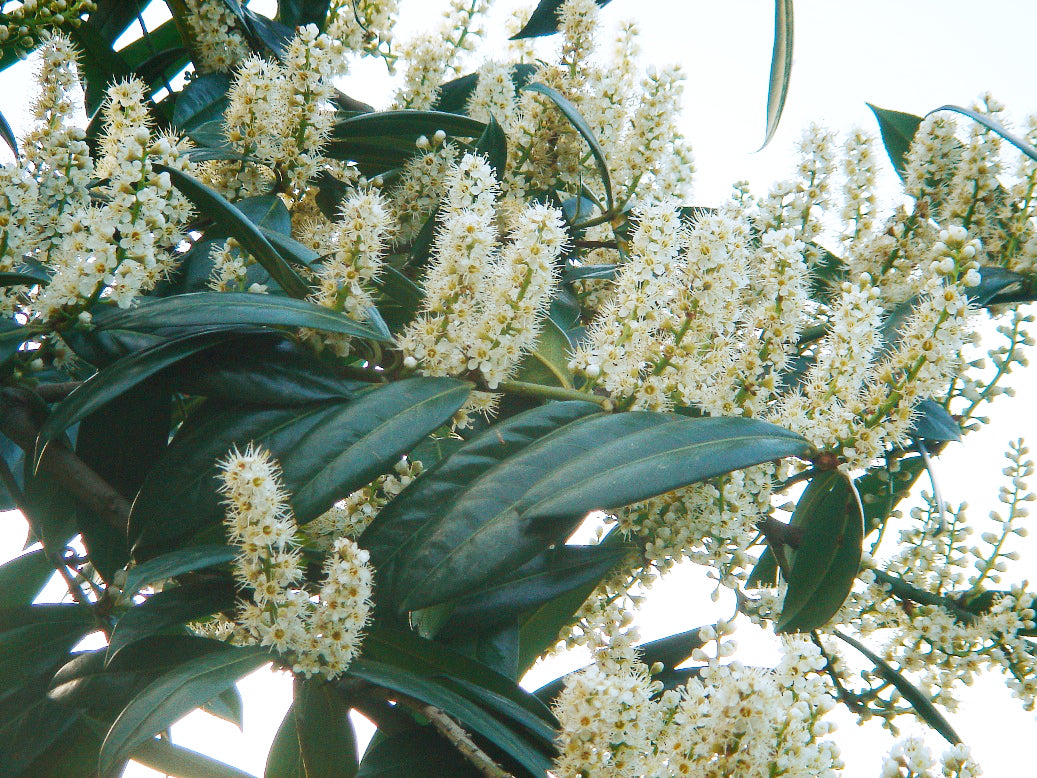 Prunus laurocerasus - Cont.: 30L - Lauroceraș (Bilă)