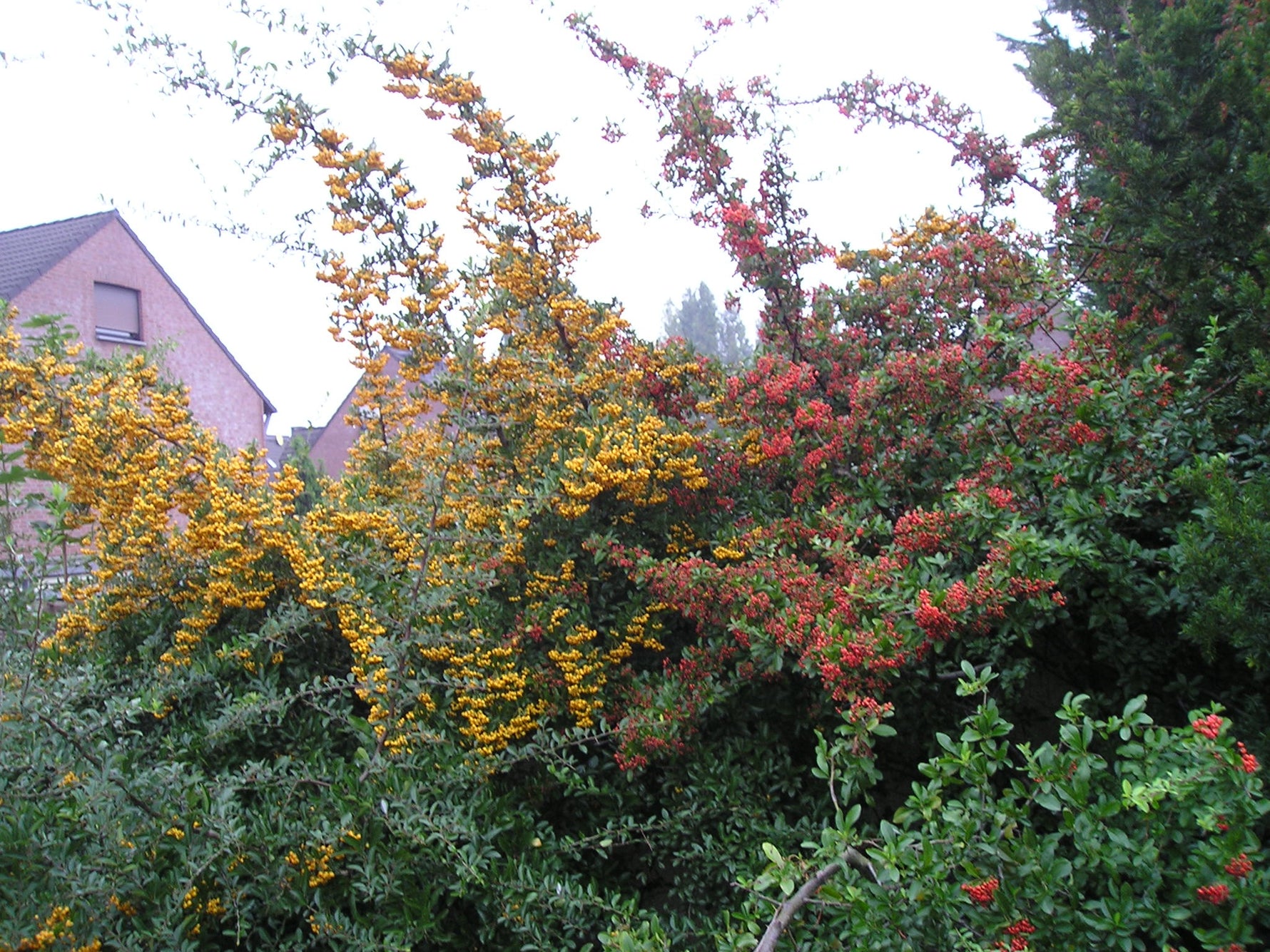 Pyracantha coccinea 'Red Column' - h: 60cm - Piracantă 'Red Column'