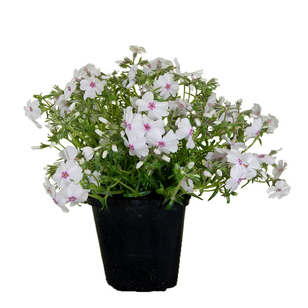 Flox de grădină - C. 2L / (Phlox subulata)
