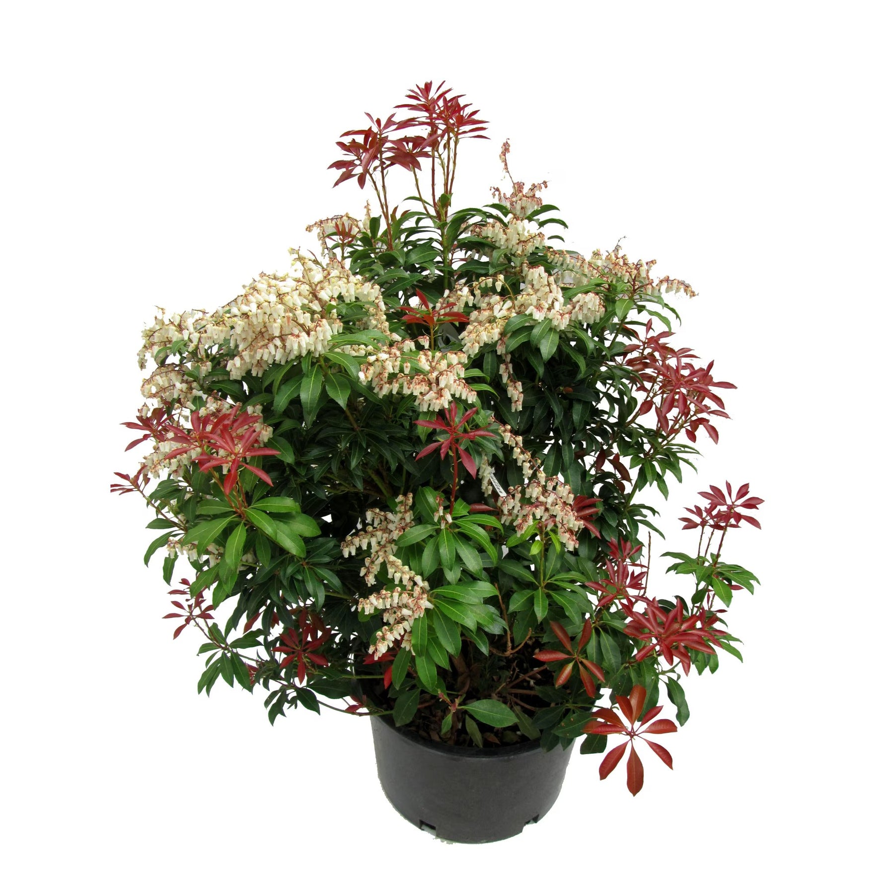 Pieris japonez - C. 3L | 35-40 cm / (Pieris japonica)