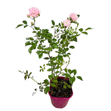 Trandafir mix pe tulpină - STEM / (Rosa mix)